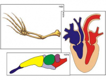 Модель-аппликация "Эволюция важнейших систем органов позвоночных" (ламинированная) - «globural.ru» - Минусинск