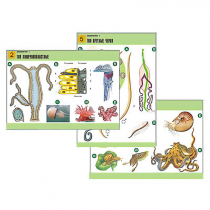 Комплект таблиц по биологии демонстрационный "Зоология 1" (14 таблиц, формат А1, лам.) - «globural.ru» - Минусинск