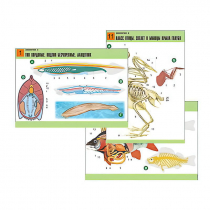 Комплект таблиц по биологии демонстрационный "Зоология 2" (16 таблиц, формат А1, лам.) - «globural.ru» - Минусинск