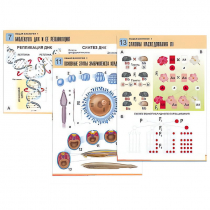 Комплект таблиц по биологии демонстрационный "Общая биология 1" (16 таблиц, формат А1, лам.) - «globural.ru» - Минусинск