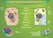 Стенд "Строение животной и растительной клеток" - «globural.ru» - Минусинск