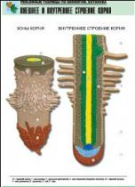 Рельефная таблица "Внешнее и внутреннее строение корня" (формат А1, матовое ламинир.) - «globural.ru» - Минусинск