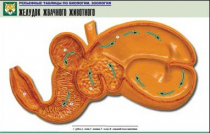 Рельефная таблица "Желудок жвачного животного" (формат А1, матовое ламинир.) - «globural.ru» - Минусинск