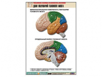Рельефная таблица "Доли полушарий головного мозга" - «globural.ru» - Минусинск