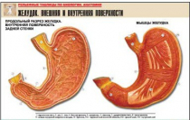 Рельефная таблица "Желудок. Внешняя и внутренняя поверхности" (формат А1, матовое ламинир.) - «globural.ru» - Минусинск