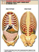 Рельефная таблица "Расположение органов грудной и брюшной полостей по отношению к скелету"(формат А1, лам.) - «globural.ru» - Минусинск
