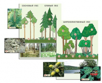 Гербарий фотографический "Растительные сообщества. Лес" (раздаточный) - «globural.ru» - Минусинск