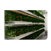 Стеллаж для выращивания клубники "Стена" - «globural.ru» - Минусинск