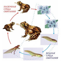 Модель-аппликация Цикл развития лягушки - «globural.ru» - Минусинск