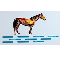 Стенд-планшет светодинамический "Изучение кровеносной системы сельскохозяйственных животных" со сменными панелями - «globural.ru» - Минусинск