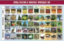 Таблица демонстрационная "Почвы, растения и животные природных зон" (винил 70x100) - «globural.ru» - Минусинск