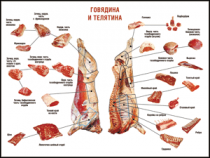 Правила разделки мясных туш "Говядина и телятина" 1000*1400 винил - «globural.ru» - Минусинск