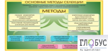 Стенд "Методы селекции и биотехнологии" - «globural.ru» - Минусинск