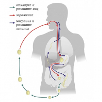 Модель-аппликация Цикл развития аскариды - «globural.ru» - Минусинск