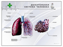 Стенд "Дыхательная система человека" - «globural.ru» - Минусинск