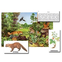 Магнитный плакат-аппликация "Лес: биоразнообразие и взаимосвязи в сообществе" - «globural.ru» - Минусинск