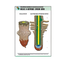 Рельефная таблица "Внешнее и внутреннее строение корня" (формат А1, матовое ламинир.) - «globural.ru» - Минусинск