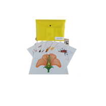 Модель-аппликация Строение цветка - «globural.ru» - Минусинск
