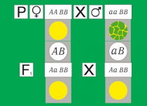 Модель-аппликация Дигибридное скрещивание. Законы Менделя. (набор из 84 карт) - «globural.ru» - Минусинск