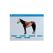 Стенд-планшет светодинамический "Изучение пищеварительной системы сельскохозяйственных животных" со сменными панелями - «globural.ru» - Минусинск