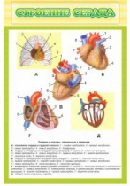 Стенд "Строение сердца" - «globural.ru» - Минусинск