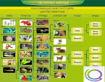 Стенд "Систематика животных" - «globural.ru» - Минусинск
