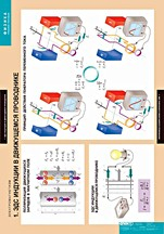 Физика. Электромагнетизм (комплект таблиц) - «globural.ru» - Минусинск
