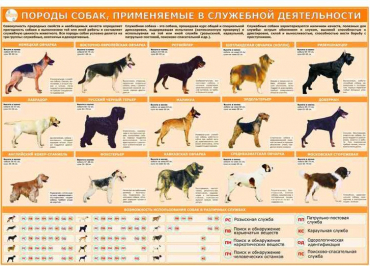 Комплект плакатов "Кинология" - «globural.ru» - Минусинск