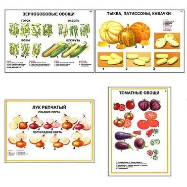 Плакаты ПРОФТЕХ "Ассортимент овощных культур" (12 пл, винил, 70х100) - «globural.ru» - Минусинск