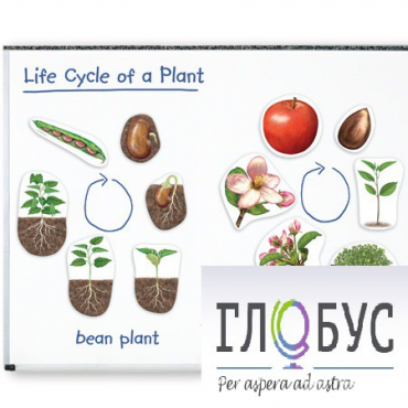 Растения. Жизненный цикл (магнитный) - «globural.ru» - Минусинск