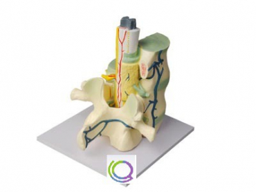 Модель части позвоночника человека - «globural.ru» - Минусинск