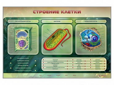 Электрифицированный стенд "Строение клетки" с маркерными полями - «globural.ru» - Минусинск