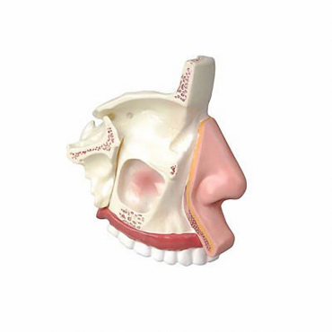 Модель носа в разрезе - «globural.ru» - Минусинск