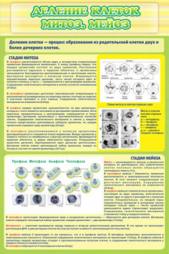 Стенд "Деление клеток митоз, мейоз" - «globural.ru» - Минусинск