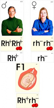 Модель-аппликация "Наследование резус-фактора" (ламинированная) - «globural.ru» - Минусинск