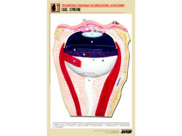 Рельефная таблица "Глаз. Строение" (формат А1, матовое ламинир.) - «globural.ru» - Минусинск