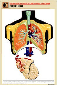 Рельефная таблица "Строение легких" (формат А1, матовое ламинир.) - «globural.ru» - Минусинск