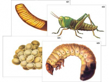 Модель-аппликация "Развитие насекомых с полным и неполным превращением" (ламинированная) - «globural.ru» - Минусинск