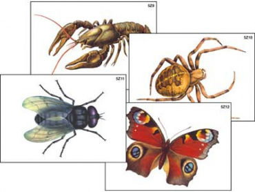 Модель-аппликация "Разнообразие беспозвоночных" (ламинированная) - «globural.ru» - Минусинск