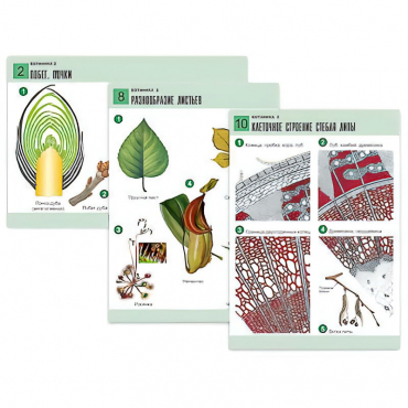 Комплект таблиц по биологии демонстрационный "Ботаника 2" (18 таблиц, формат А1, лам. - «globural.ru» - Минусинск