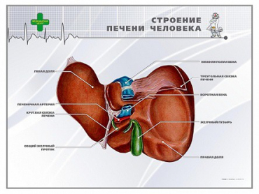 Стенд "Строение печени человека" - «globural.ru» - Минусинск