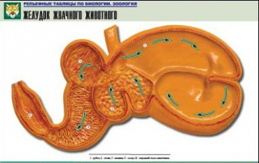 Рельефная таблица "Желудок жвачного животного" (формат А1, матовое ламинир.) - «globural.ru» - Минусинск