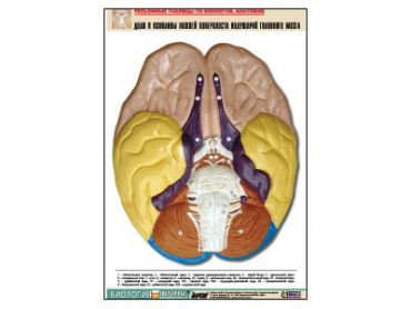 Рельефная таблица "Доли и извилины нижней поверхности полушарий головного мозга" - «globural.ru» - Минусинск