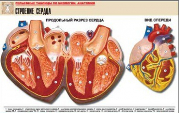 Рельефная таблица "Строение сердца" (формат А1, матовое ламинир.) - «globural.ru» - Минусинск