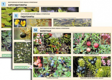 Комплект таблиц по ботанике раздаточных "Многообразие растений. Водные и прибрежные" (16 штук, формат А4, лам) - «globural.ru» - Минусинск