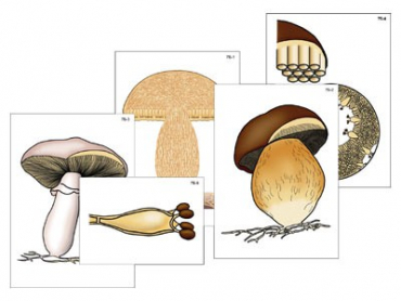 Модель-аппликация "Размножение шляпочного гриба" (ламинированная) - «globural.ru» - Минусинск