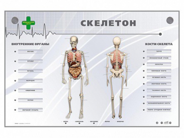 Электрифицированный стенд-тренажер "Скелетон" - «globural.ru» - Минусинск