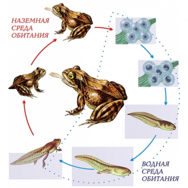 Модель-аппликация Цикл развития лягушки - «globural.ru» - Минусинск