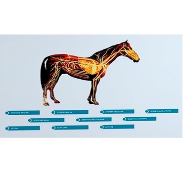 Стенд-планшет светодинамический "Изучение кровеносной системы сельскохозяйственных животных" со сменными панелями - «globural.ru» - Минусинск