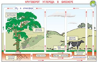 Плакаты и таблицы по общей экологии - «globural.ru» - Минусинск